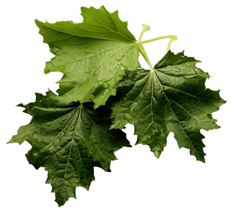 Vine Leaves